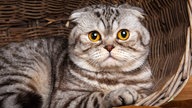 Getigerte Katze mit gelben Augen sitzt in einem Korb 