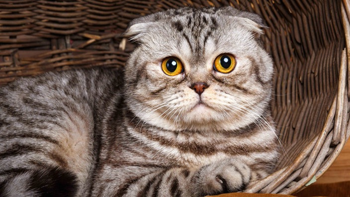 Getigerte Katze mit gelben Augen sitzt in einem Korb 