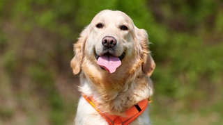 Freundlich aussehender Hund mit hellem Fell, angelegten Ohren, heraushängender Zunge und rotem Geschirr in Nahaufnahme