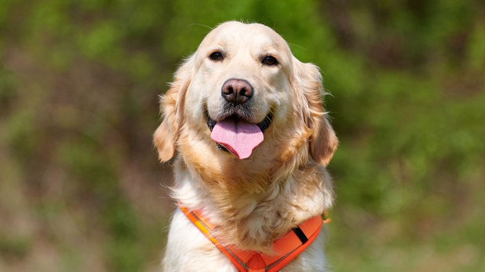 Freundlich aussehender Hund mit hellem Fell, angelegten Ohren, heraushängender Zunge und rotem Geschirr in Nahaufnahme