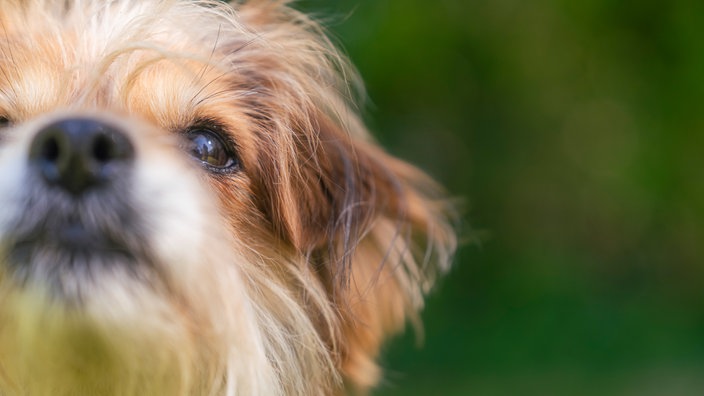 Kopf eines wuscheligen Hundes in starker Nahaufnahme