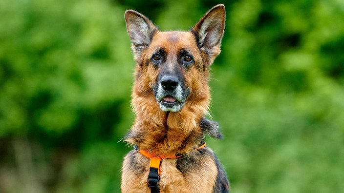 Großer sitzender Schäferhund mit hoch aufgerichteten Ohren in Nahaufnahme