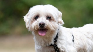Kleiner weißer Hund mit mittellangem Fell in Nahaufnahme