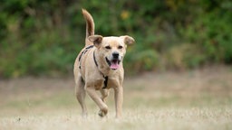 Hund mit hellbraunem Fell läuft hechelnd über eine Wiese 