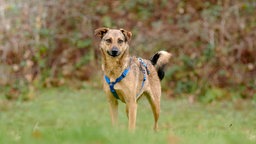 Hündin mit schwarz-braunem Fell auf einer Wiese 