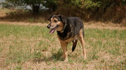 Hund mit braun-schwarzem Fell auf einer Wiese 