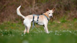 Hündin mit zwei verschiedenen Augenfarben und beige-weißem Fell auf einer Wiese 