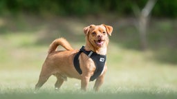 Kleiner Hund mit rotbraunem Fell auf einer Wiese 