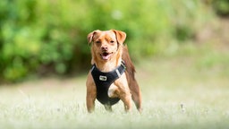 Kleiner Hund mit rotbraunem Fell auf einer Wiese 