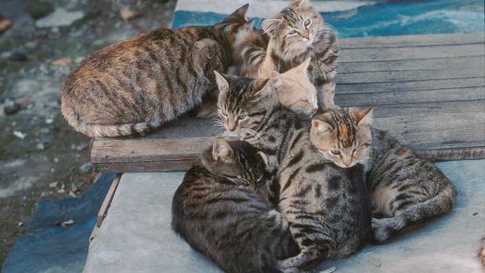Fünf getigerte Katzen eng aneinandergeschmiegt auf einer Straße