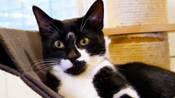 Schwarz-weißer Kater liegt an eine Decke gelehnt und schaut direkt in die Kamera