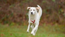 Hund mit weißem Fell läuft über eine Wiese 