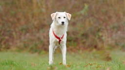 Hund mit weißem Fell und rotem Geschirr auf einer Wiese 