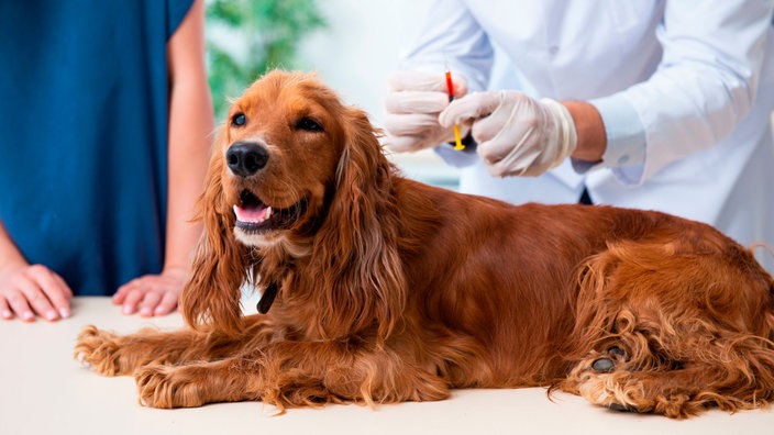 Ein Hund mit langem rotem Fell liegt auf einer Liege im Krankenhaus 