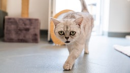 Eine graue Katze läuft auf die Kamera zu 