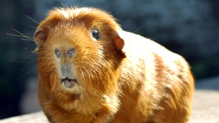Meerschweinchen in Großaufnahme