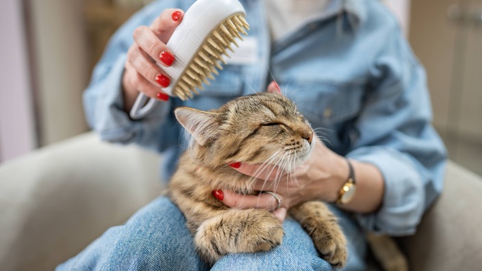 Katze erhält Pflege und Massage mit einer Bürste 