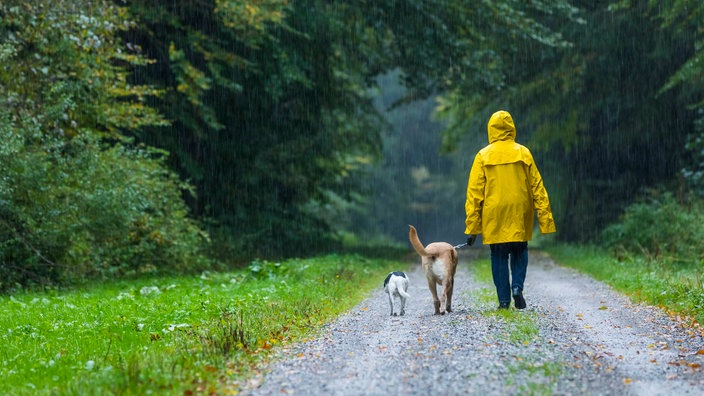 Frau mit einer gelben Regenjacke beim Spaziergang mit Hunden im Regen