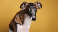 Schlanker Hund mit braun-weißem Fell vor gelbem, neutralen Hintergrund schaut ängstlich in die Kamera