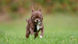 Ein kleiner brauner Hund läuft über eine Wiese