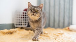 Einäugiger grauer Kater in Nahaufnahme  