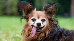 Hund mit hellbraun-schwarzem langem Fell hechelnd in Nahaufnahme 