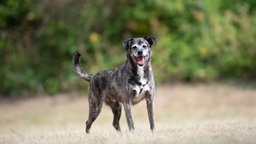 Hund mit braungestromtem Fell auf einer Wiese 