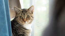 Eine getigerte Katze schaut hinter einem blauen Vorhang hervor 