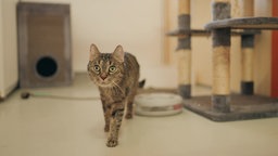 Braun-getigerte schlanke Katze geht im Katzenzimmer auf die Kamera zu
