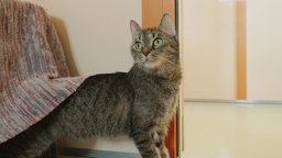 Braun getigerte Katze steht im Katzenzimmer des Tierheims und schaut aufmerksam zur Seite