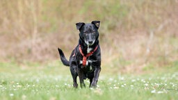 Hund mit schwarz-weißem Fell auf einer Wiese 