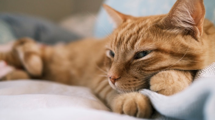 Eine rote Katze entspannt sich auf einem Bett 