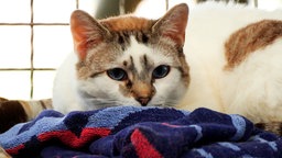 Eine weiße Katze mit getigerten Flecken liegt auf einer blau karierten Decke