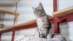 Katze mit grau-getigertem Fell aufeiner karierten Decke 