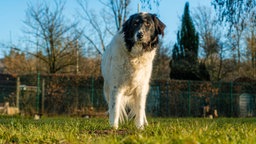 Großer Hund mit weiß-schwarzem Fell steht auf einer Wiese 