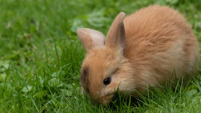 Cremefarbenes Zwergkaninchen frisst Gras auf einer Wiese 