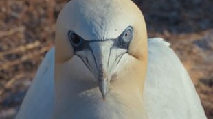 Nahaufnahme Vogel