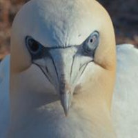 Nahaufnahme Vogel
