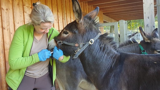 Tierärztin Janina Dötzer verabreicht einem Esel die Wurmkur-Paste ins Maul