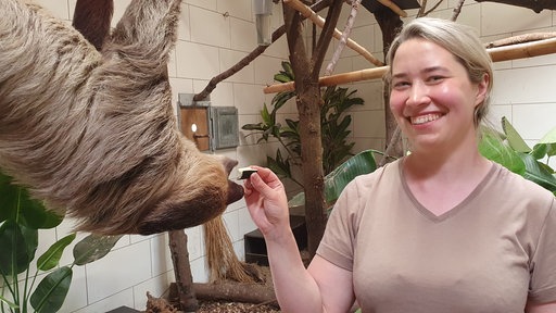 Die neue Zoo-Direktorin Janina Dötzer füttert ein Zweifinger-Faultier, das an einem Ast hängt.