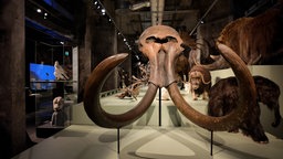 Ein großer Mammutschädel in einer Ausstellung