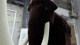 Ein großes, braunes Mammut aus Wolle