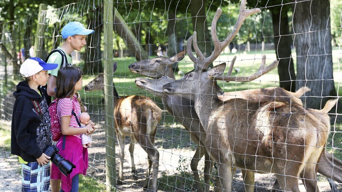 Drei Kinder, die in einem Tierpark Rehe und Hirsche hinter einem Zaun beobachten.