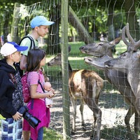 Drei Kinder, die in einem Tierpark Rehe und Hirsche hinter einem Zaun beobachten.
