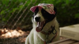 Ein Hunde mit Cappie.
