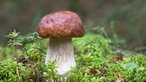 Steinpilz