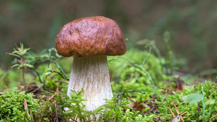 Steinpilz