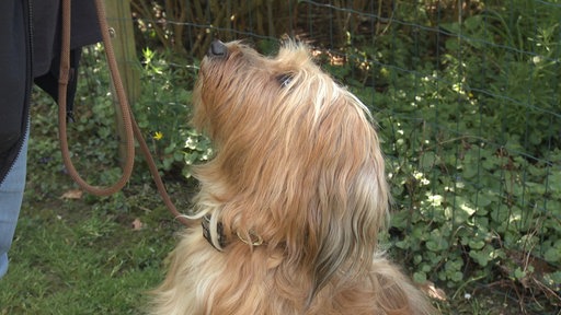 Blonder Hund schaut nach oben zu ihrer Besitzerin