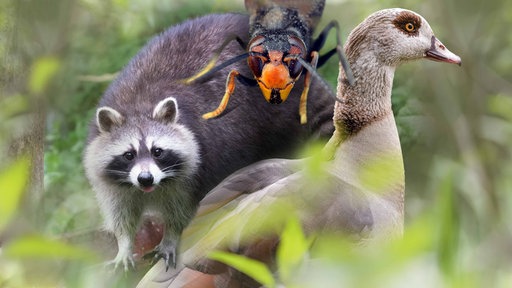 Collage mit einem Waschbär, einer Hornisse und einer Gans im Grünen.
