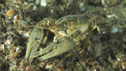 Ein Kamberkrebs steht auf einem sandigen Untergrund, umgeben von Muscheln.